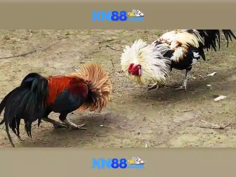 xn88: Nền tảng cá cược trực tuyến an toàn và hợp pháp